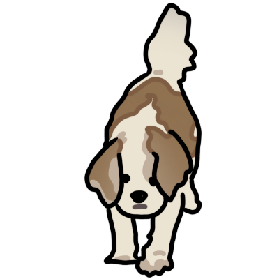 a cavoodle, its back legs raised higher than its front legs and tail raised. it has mostly cream-colored wool, with brown floppy ears and a large patch of brown on their back. it is walking forwards, looking at the camera.